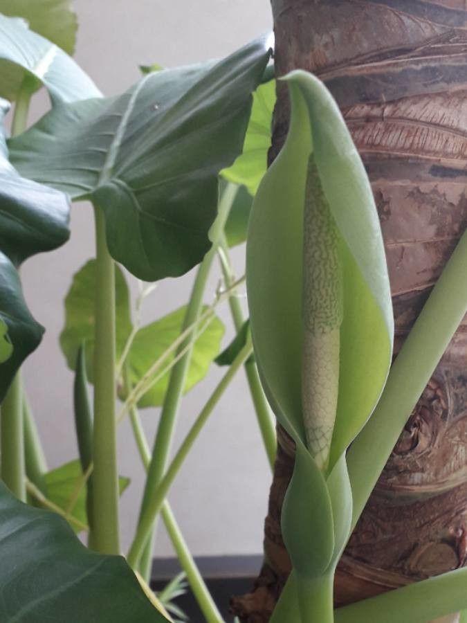 Monstera deliciosa