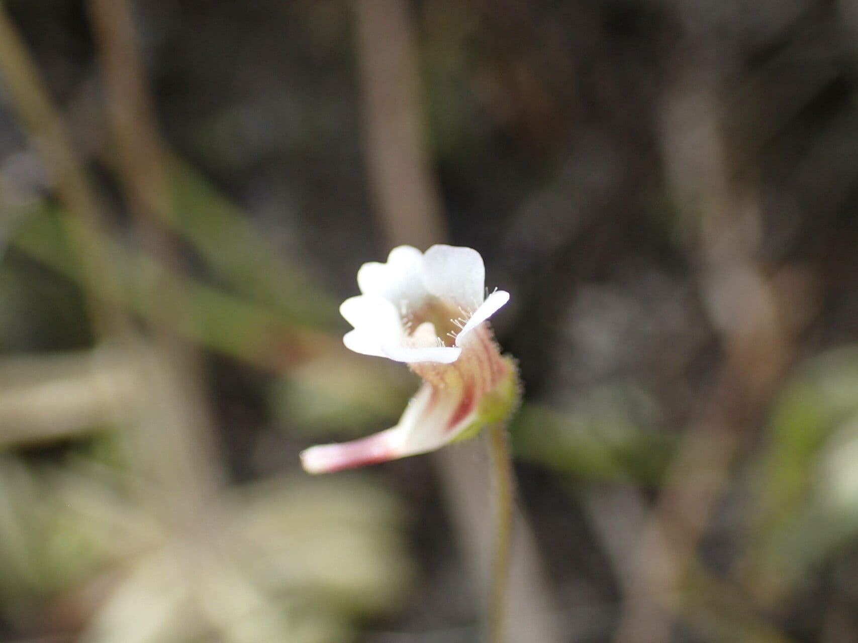 Pinguicula lusitanica