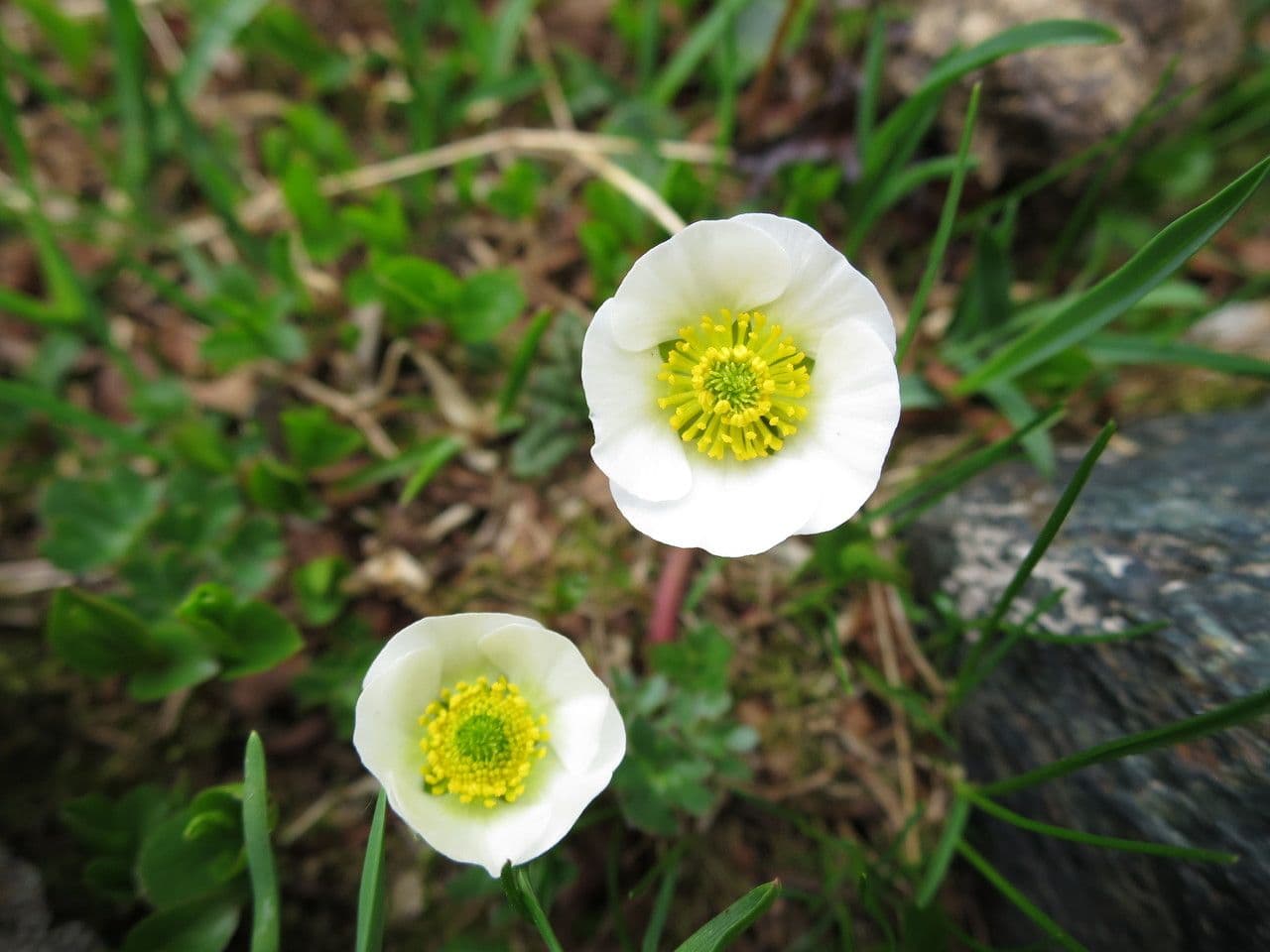 Ranunculus glacialis