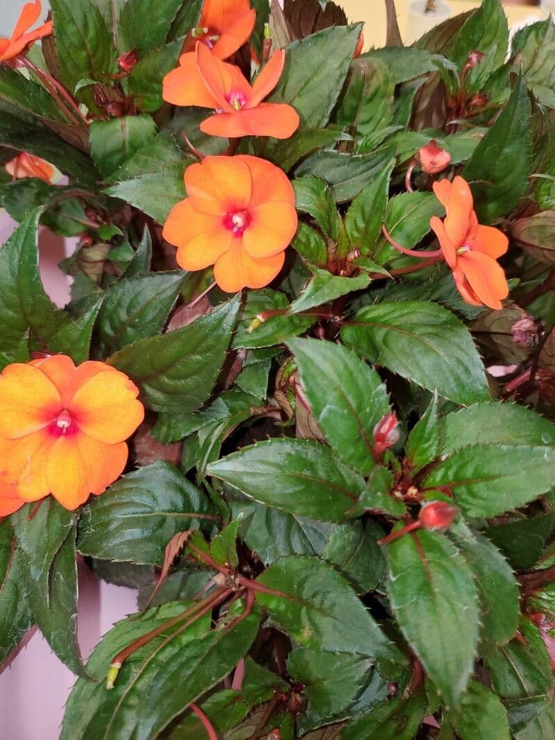 Impatiens hawkeri