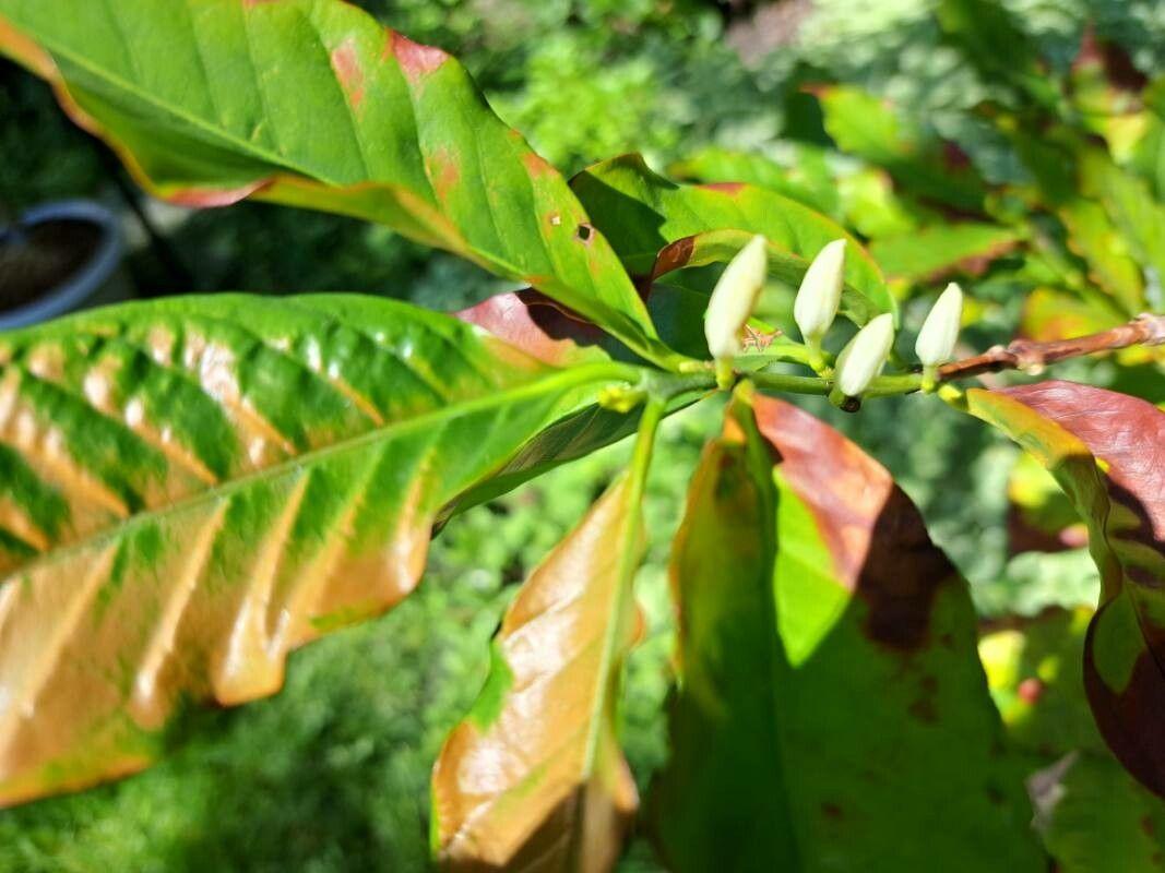 Coffea arabica