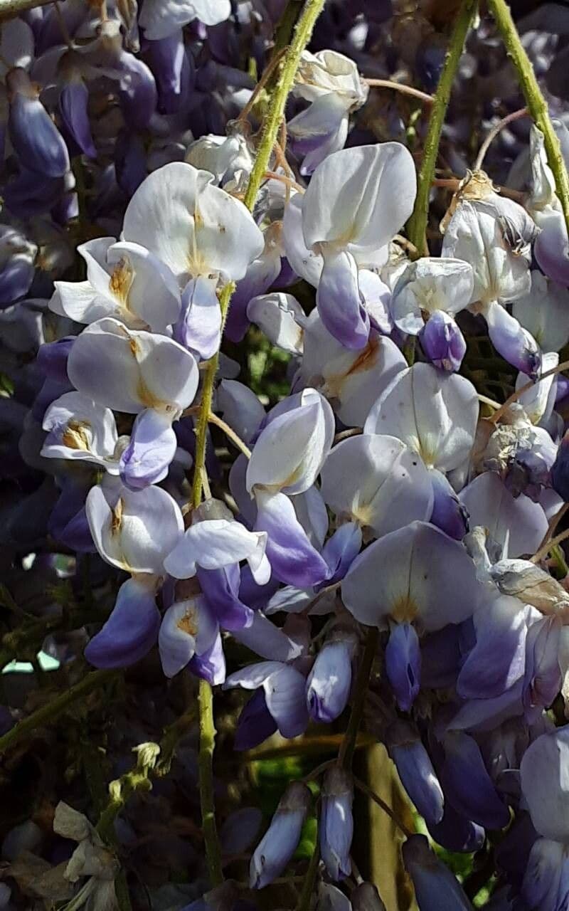 Wisteria sinensis