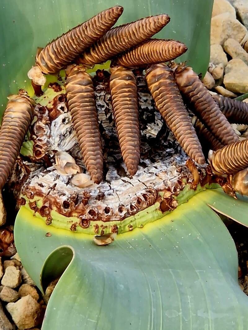 Welwitschia mirabilis