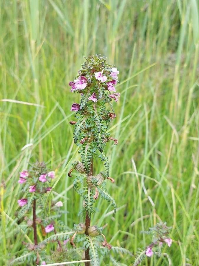 Pedicularis palustris