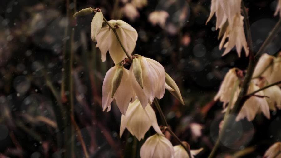 Yucca rupicola