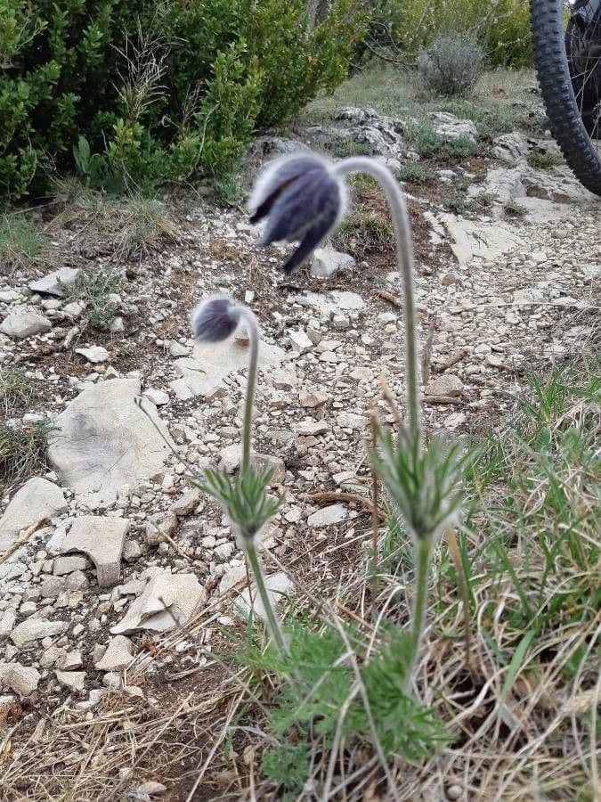 Pulsatilla pratensis