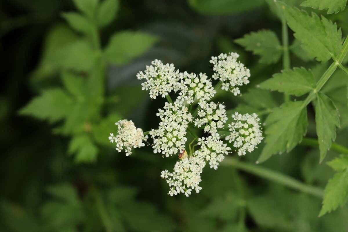 Oenanthe javanica