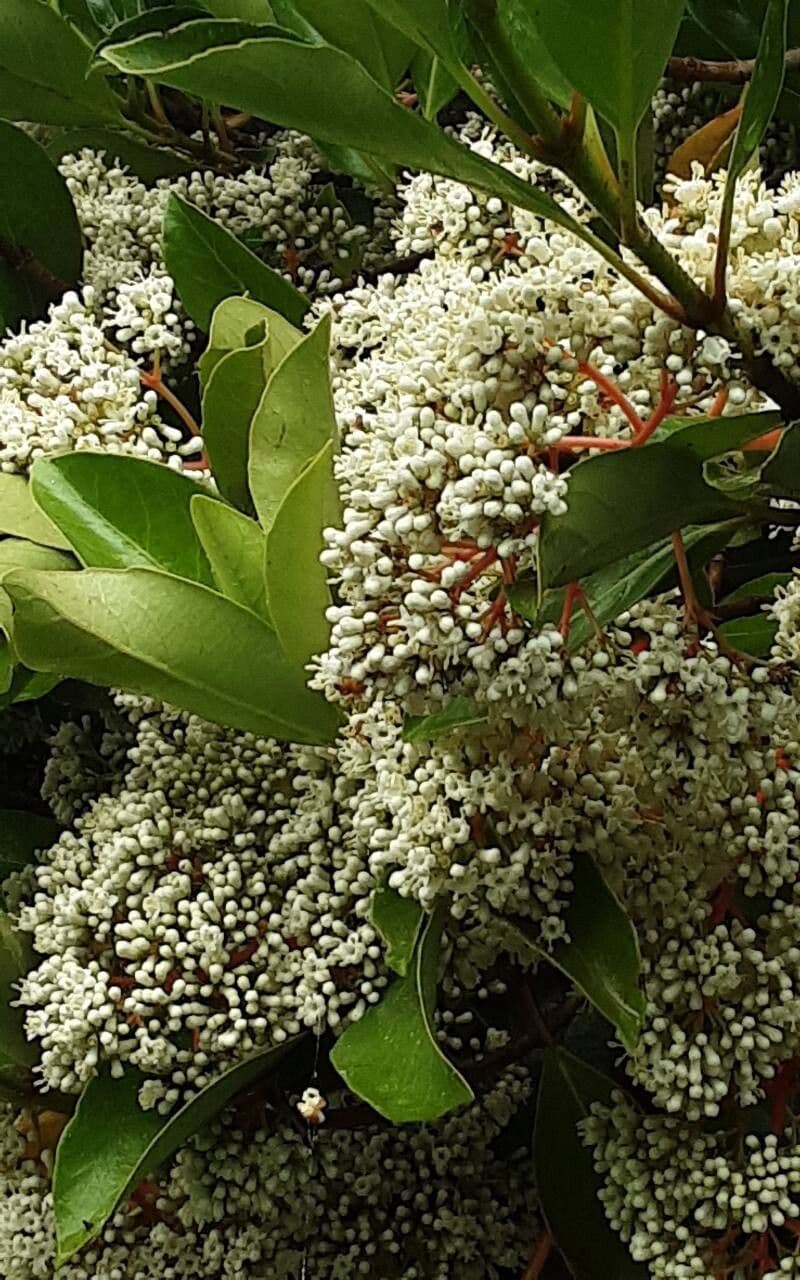 Viburnum odoratissimum