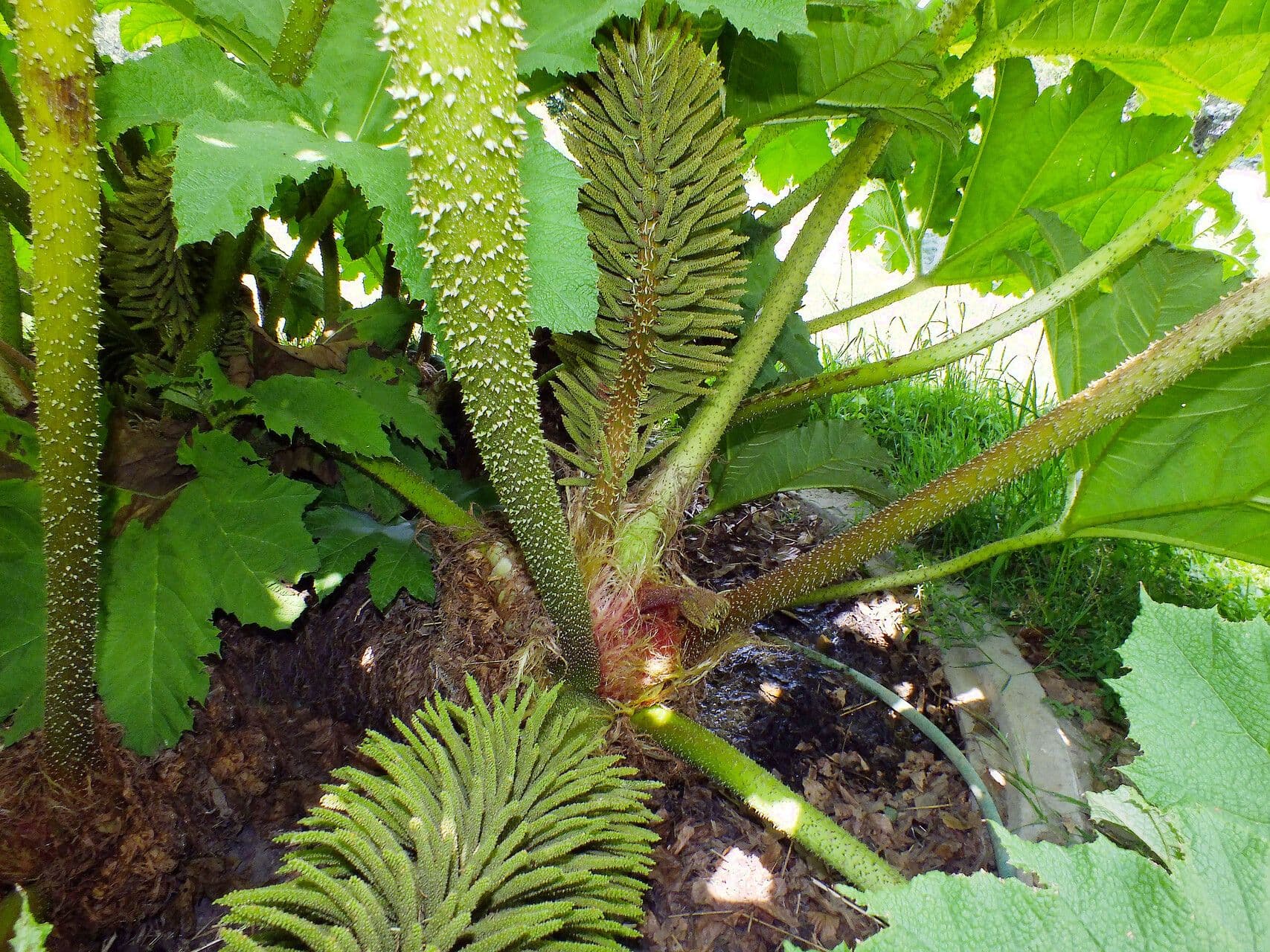 Gunnera manicata