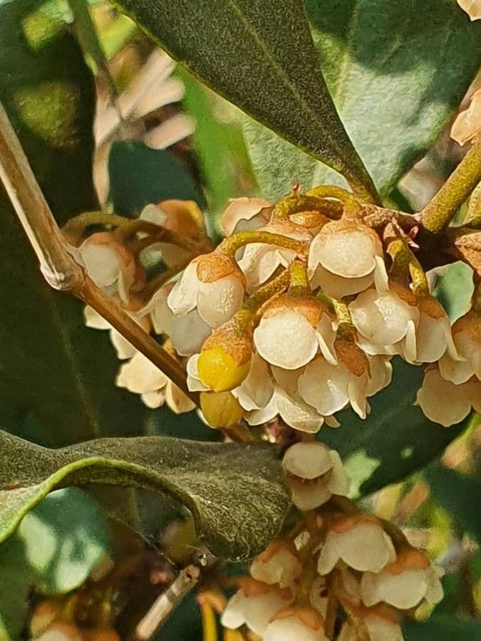 Euclea divinorum
