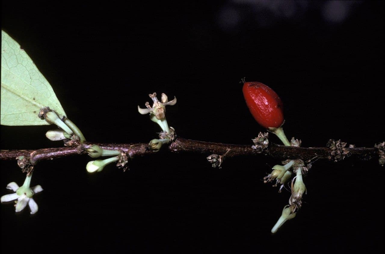 Erythroxylum coca