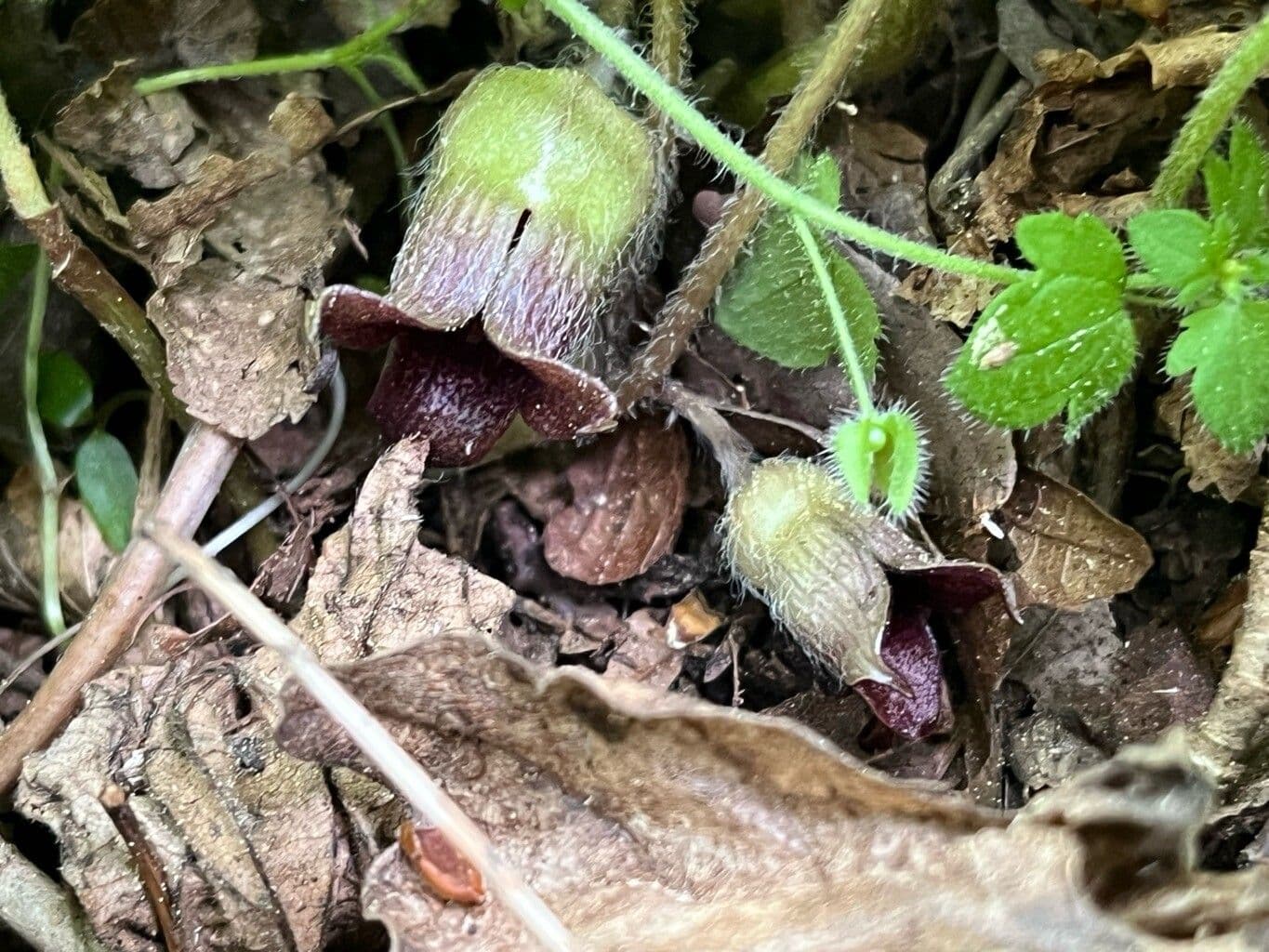 Asarum europaeum