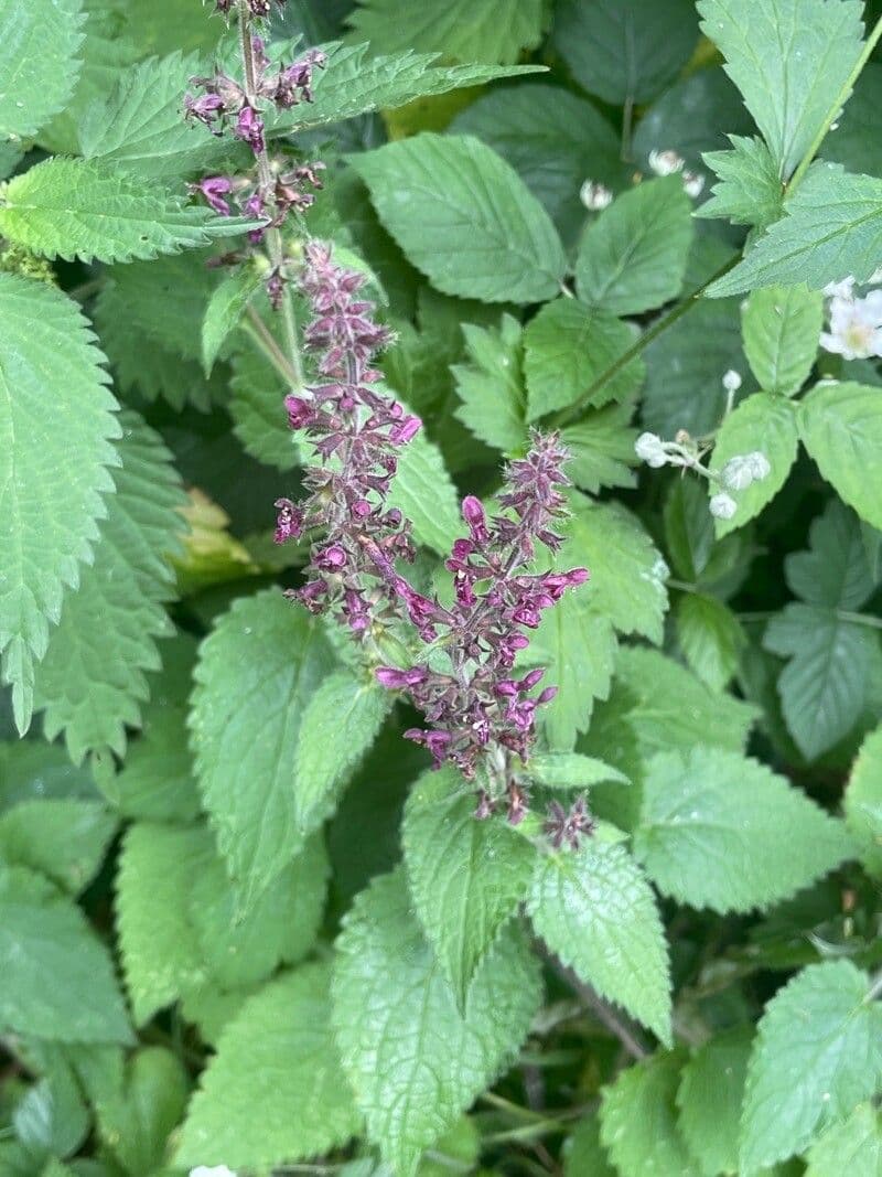 Stachys sylvatica