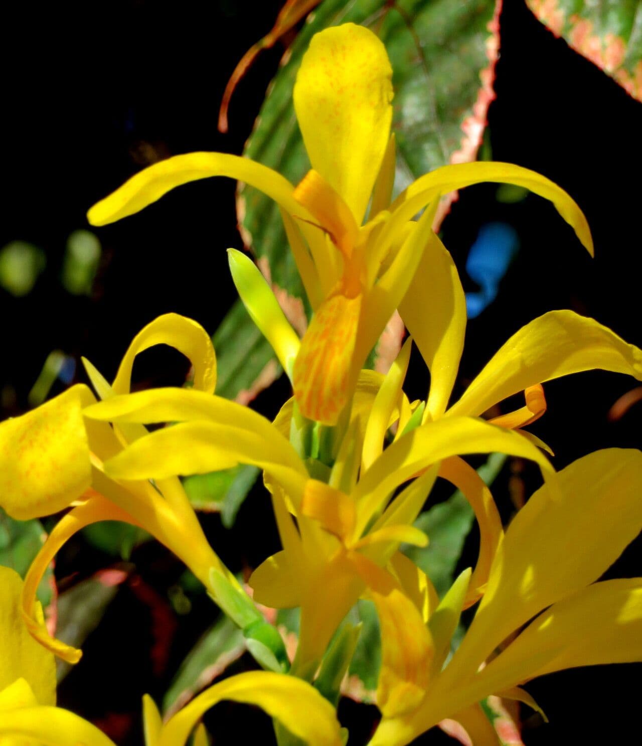 Canna glauca