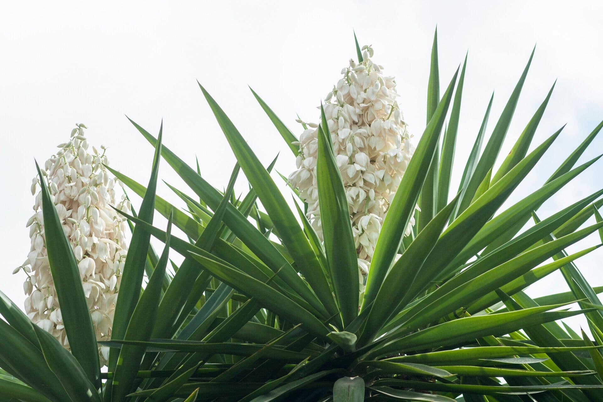 Yucca gigantea