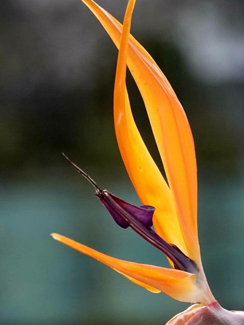 Strelitzia reginae