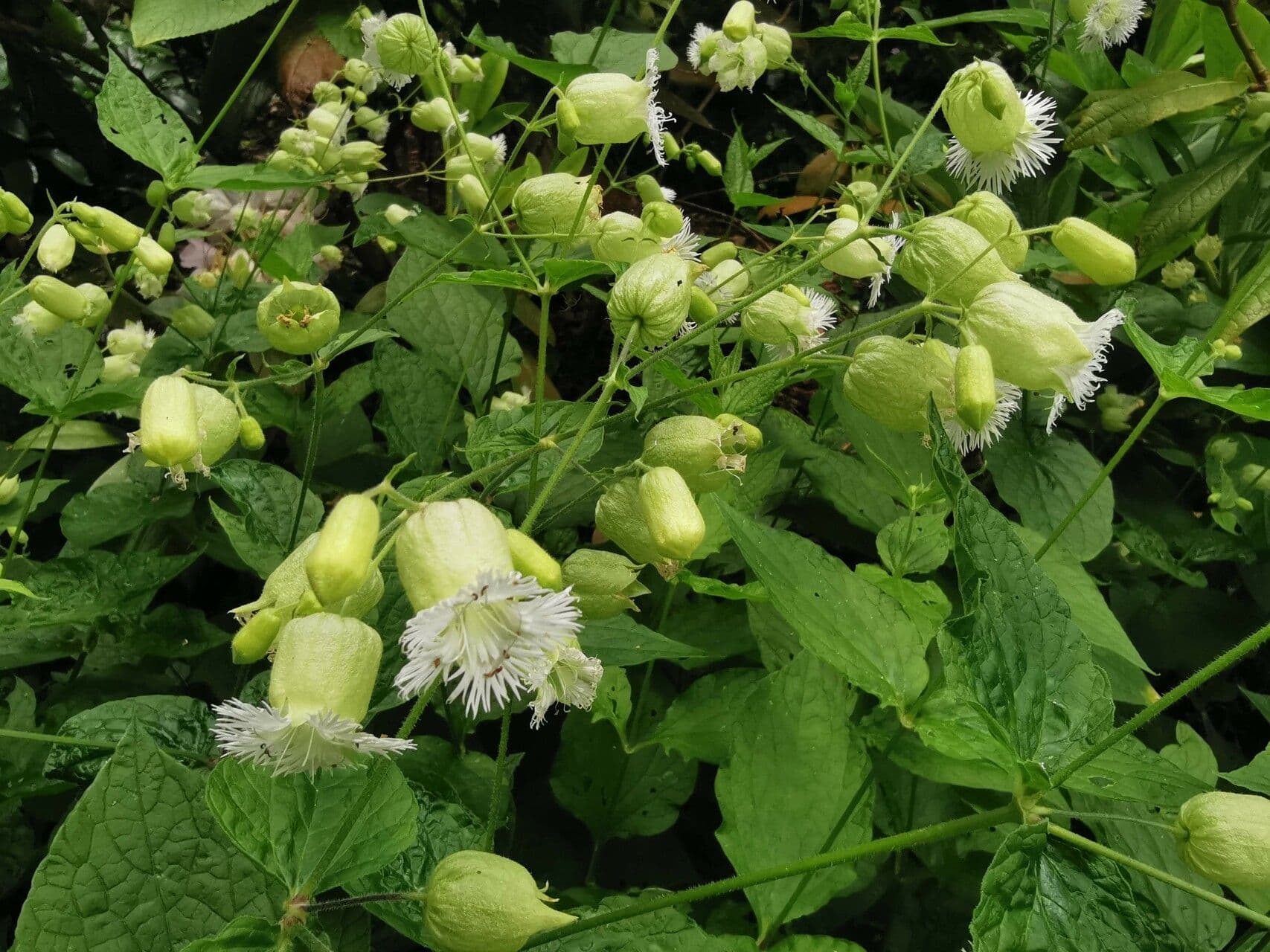 Silene stellata