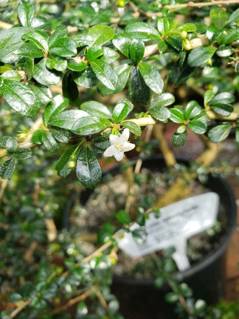 Ehretia microphylla