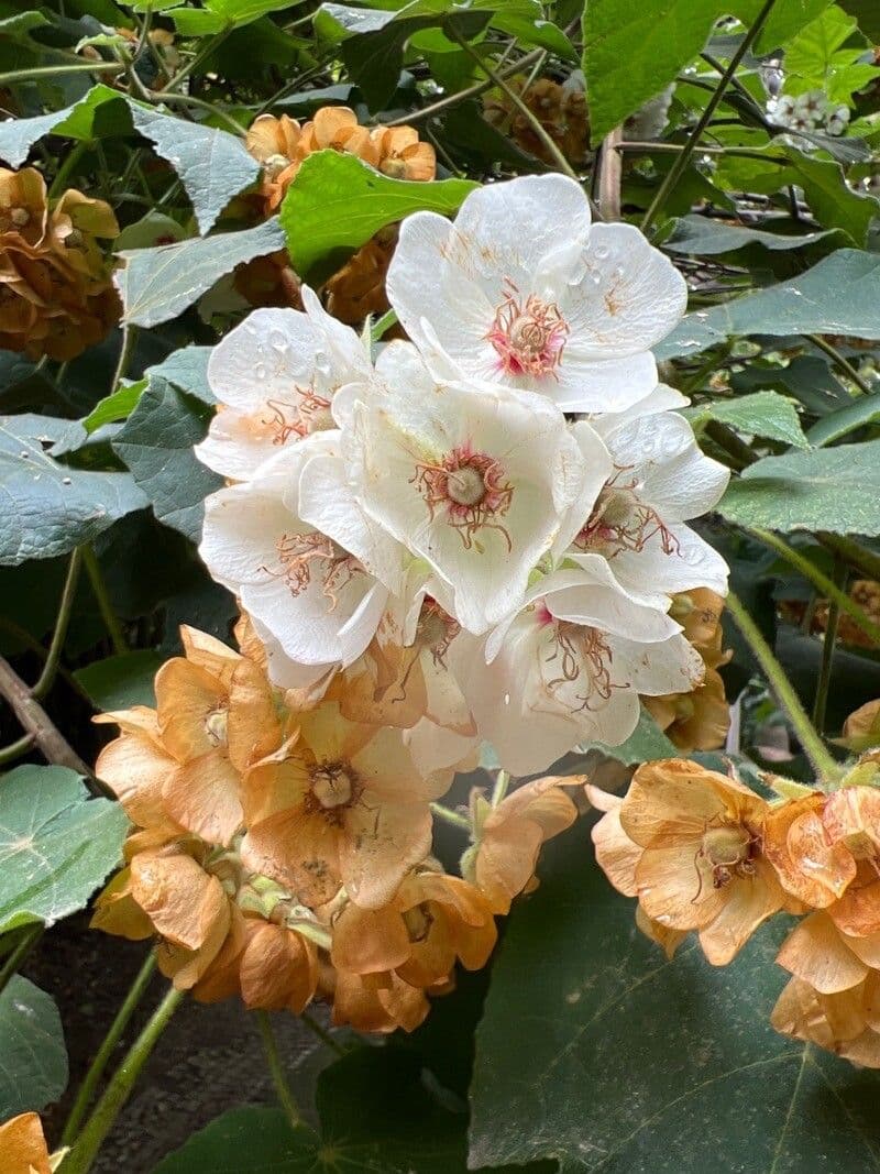 Dombeya burgessiae