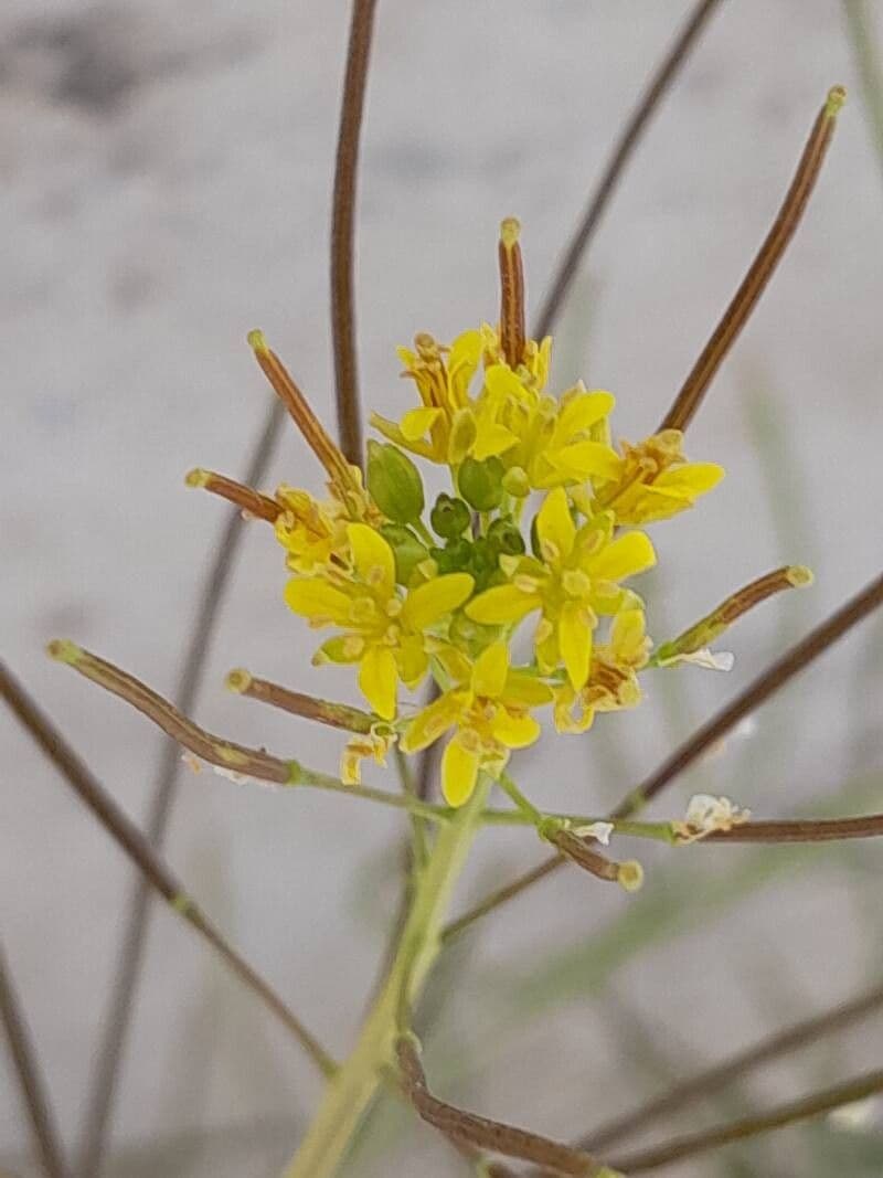 Sisymbrium irio