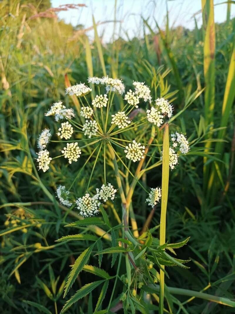 Cicuta virosa