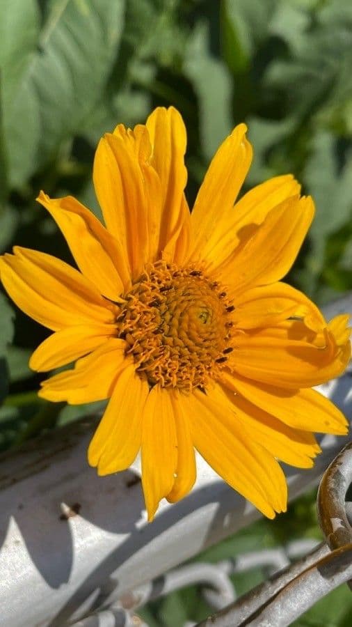 Wyethia angustifolia