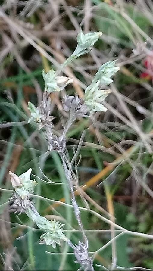 Logfia minima