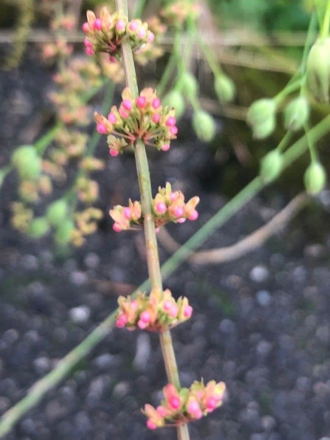 Rumex conglomeratus