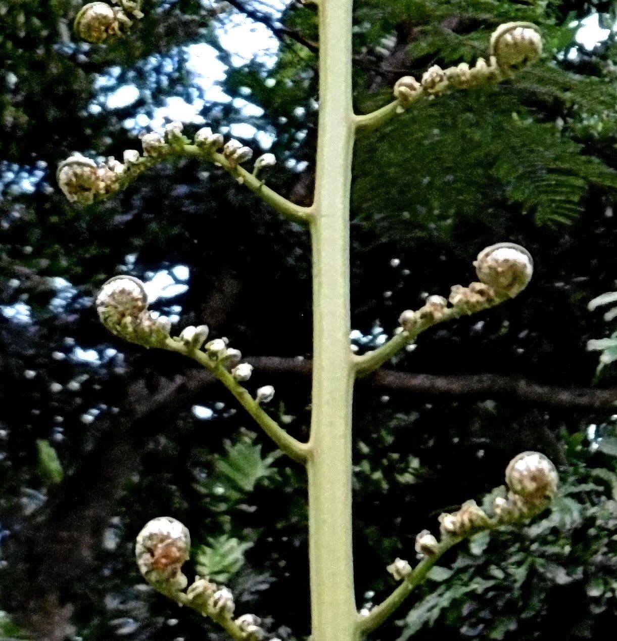 Cyathea arborea