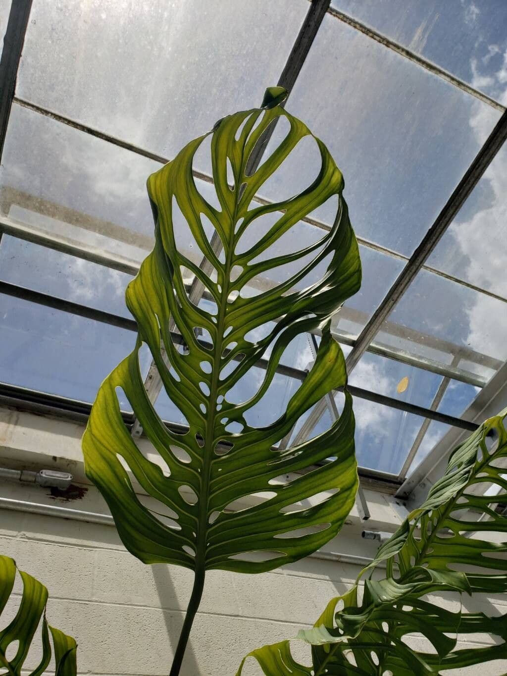 Monstera epipremnoides