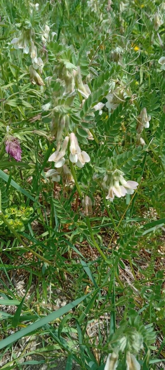 Vicia pannonica