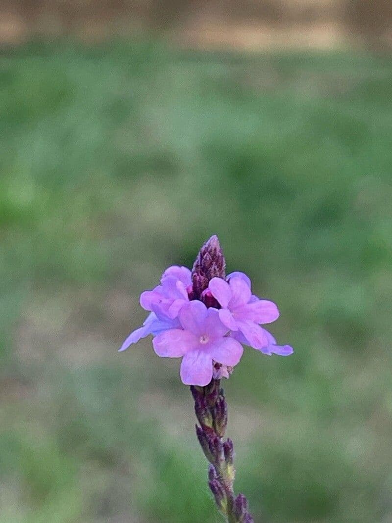 Verbena officinalis