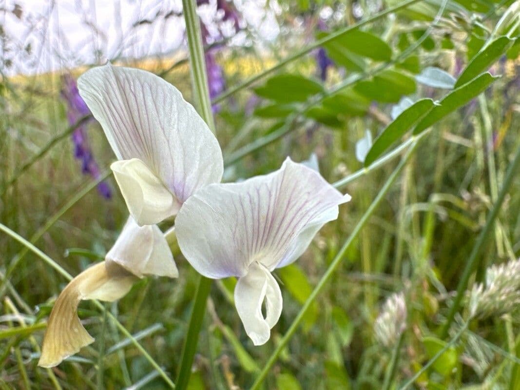 Vicia grandiflora