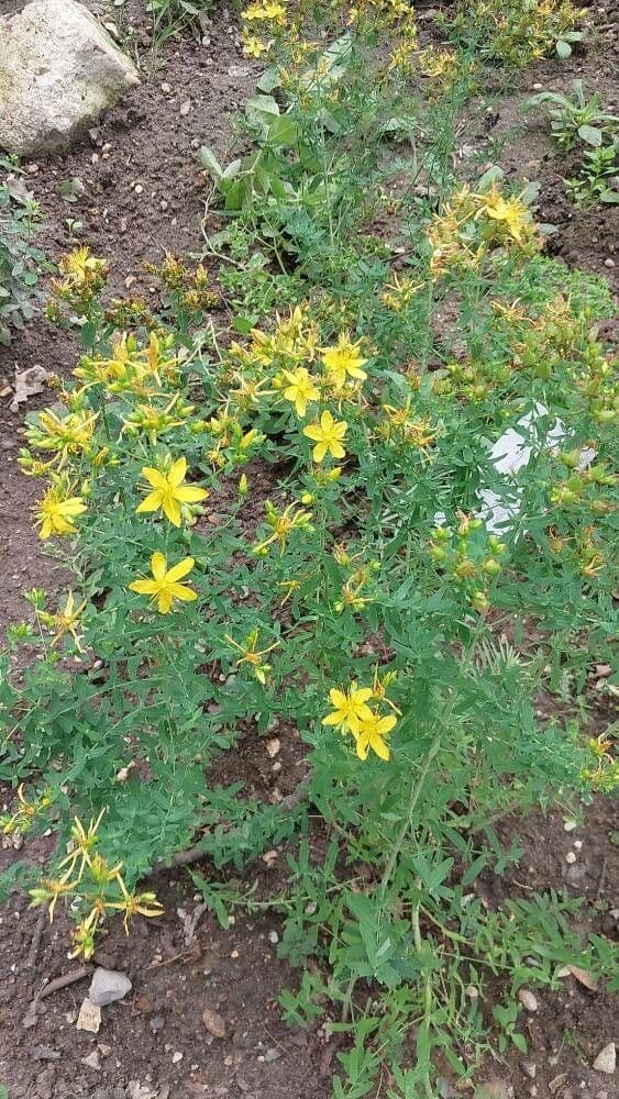 Hypericum montanum