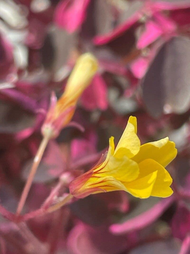 Oxalis spiralis