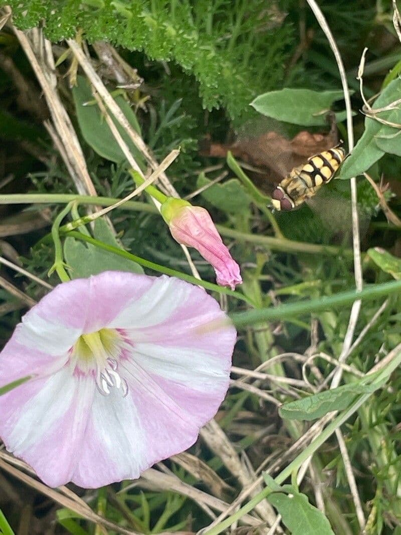 Convolvulus arvensis