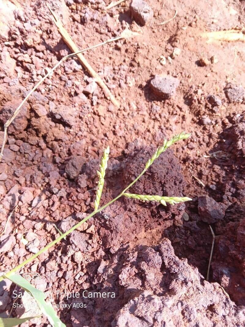 Urochloa panicoides