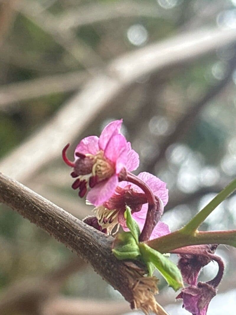 Ungnadia speciosa