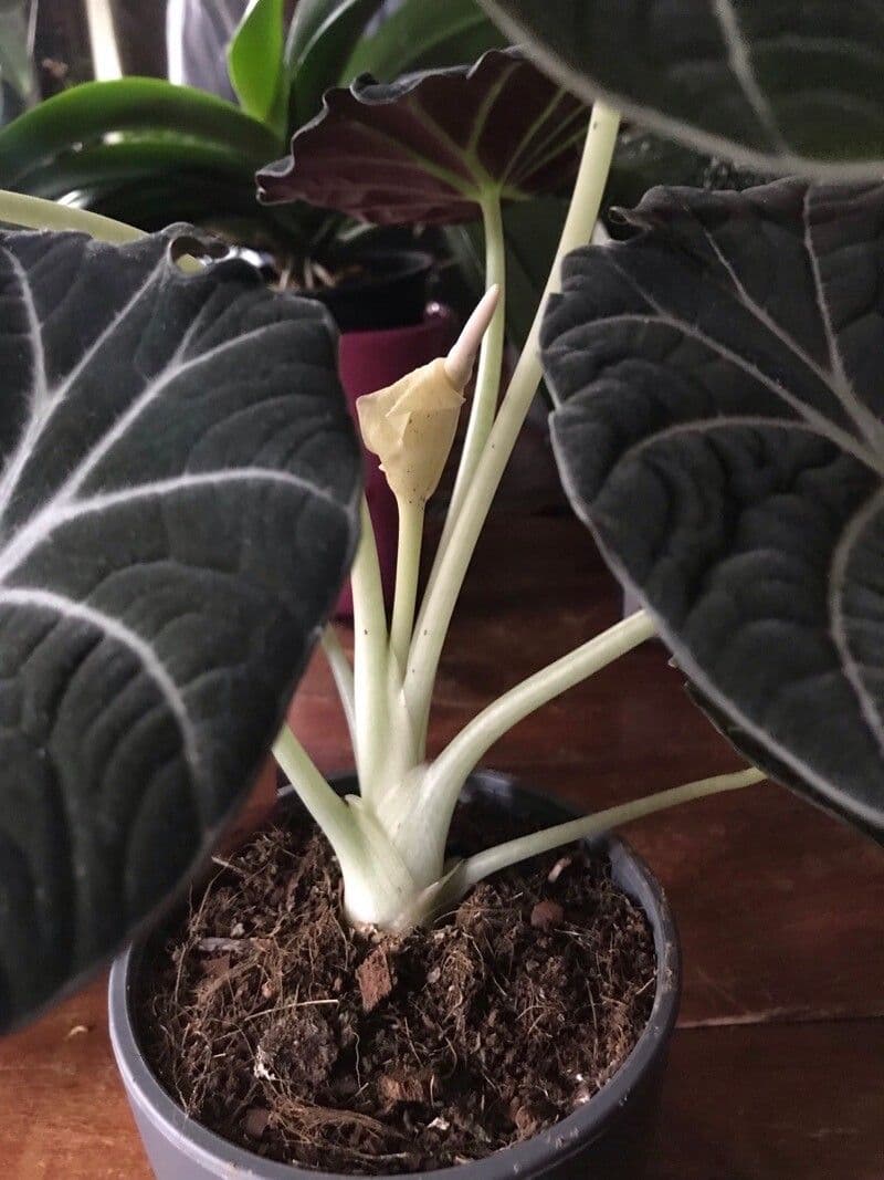 Alocasia reginula