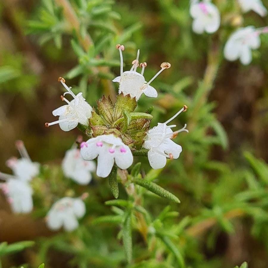 Thymus vulgaris