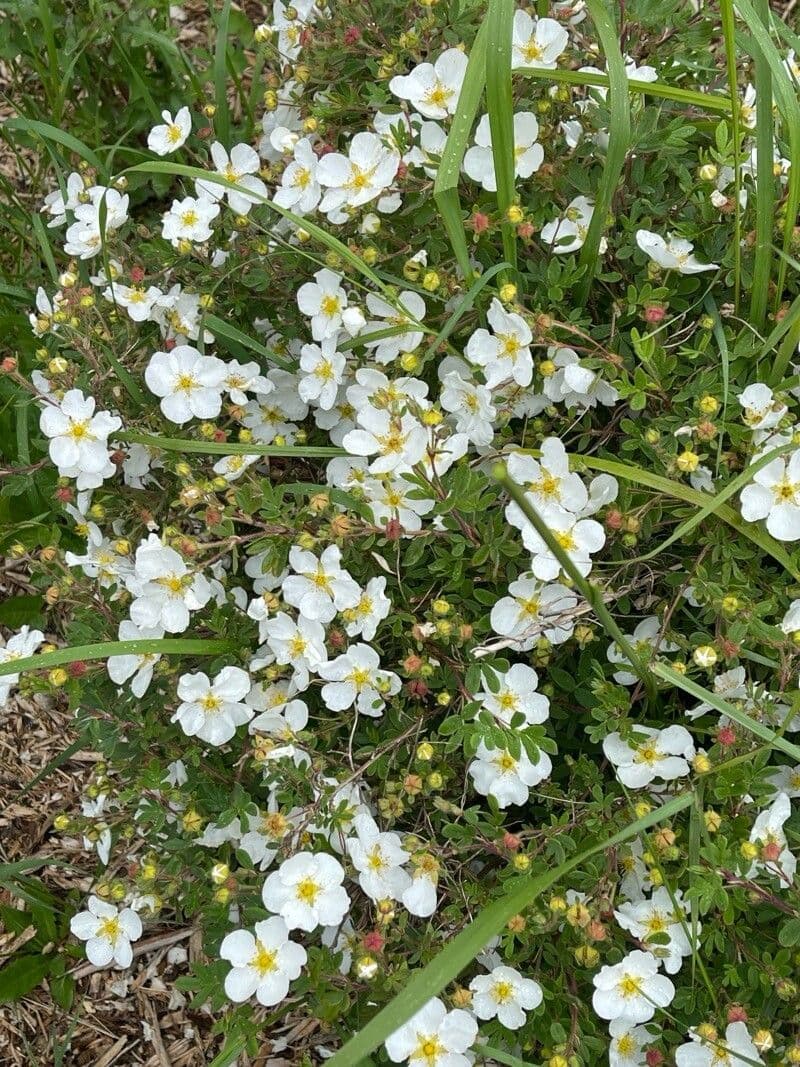 Dasiphora fruticosa
