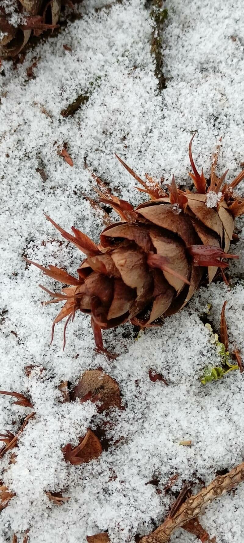 Pseudotsuga menziesii