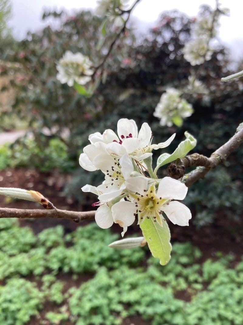 Pyrus salicifolia