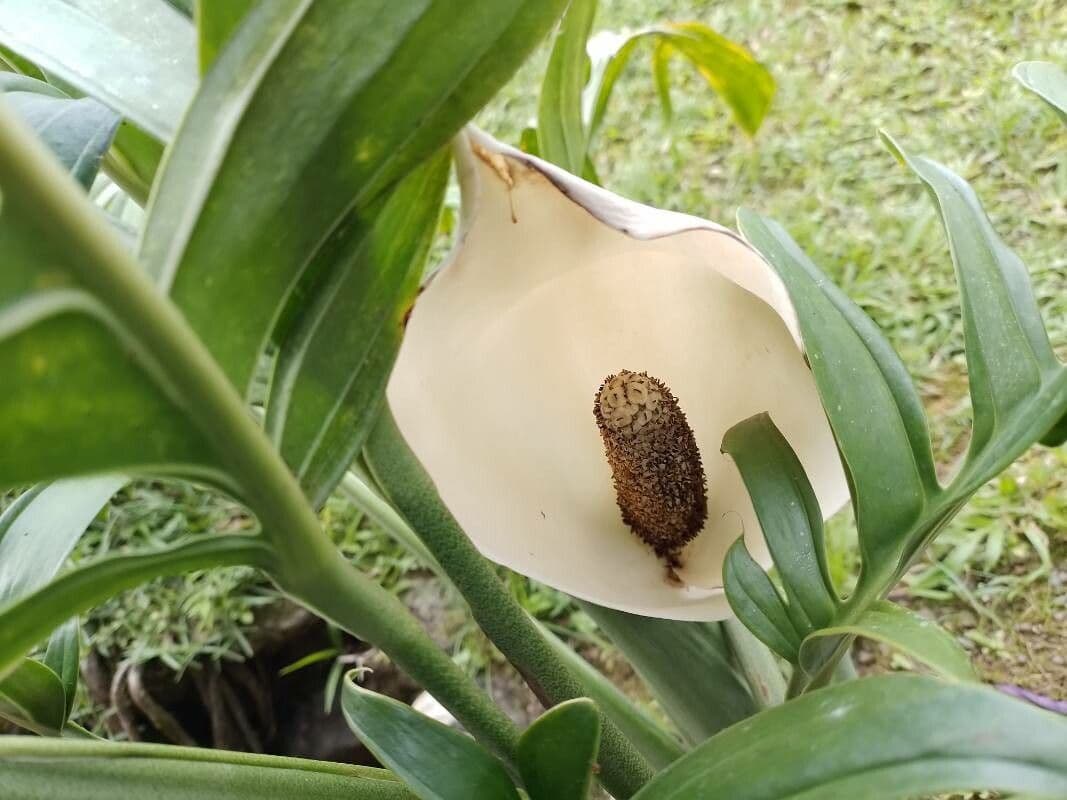 Monstera pinnatipartita