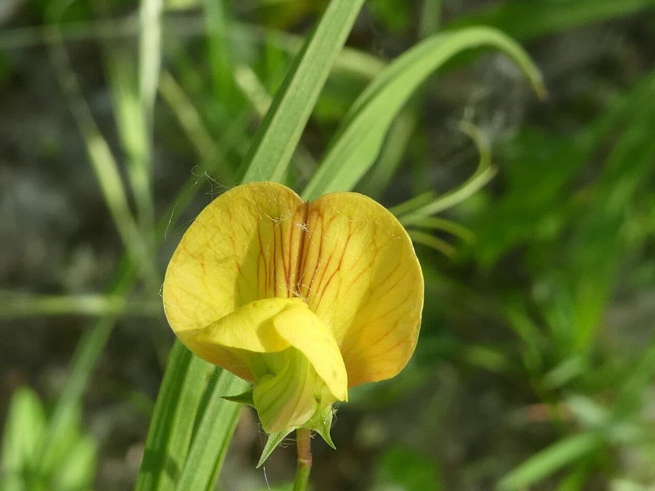 Lathyrus annuus