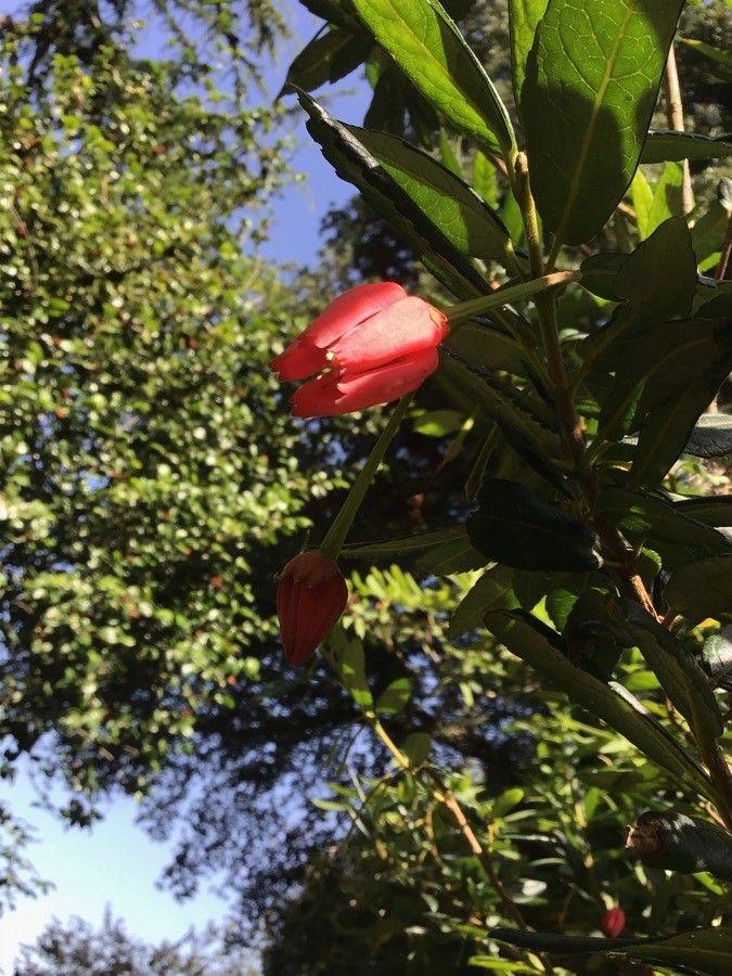 Crinodendron hookerianum