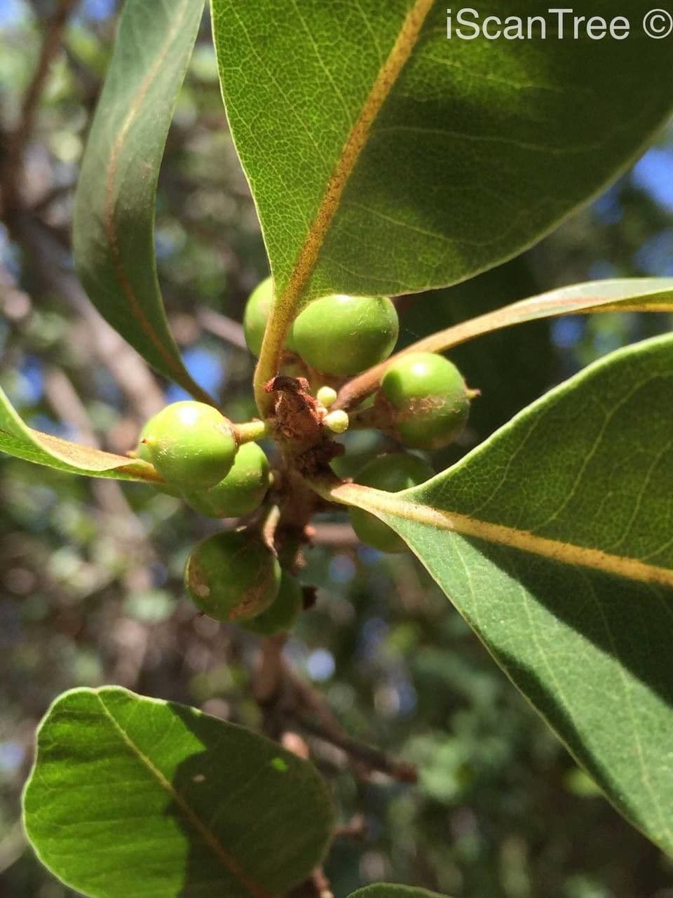 Manilkara concolor