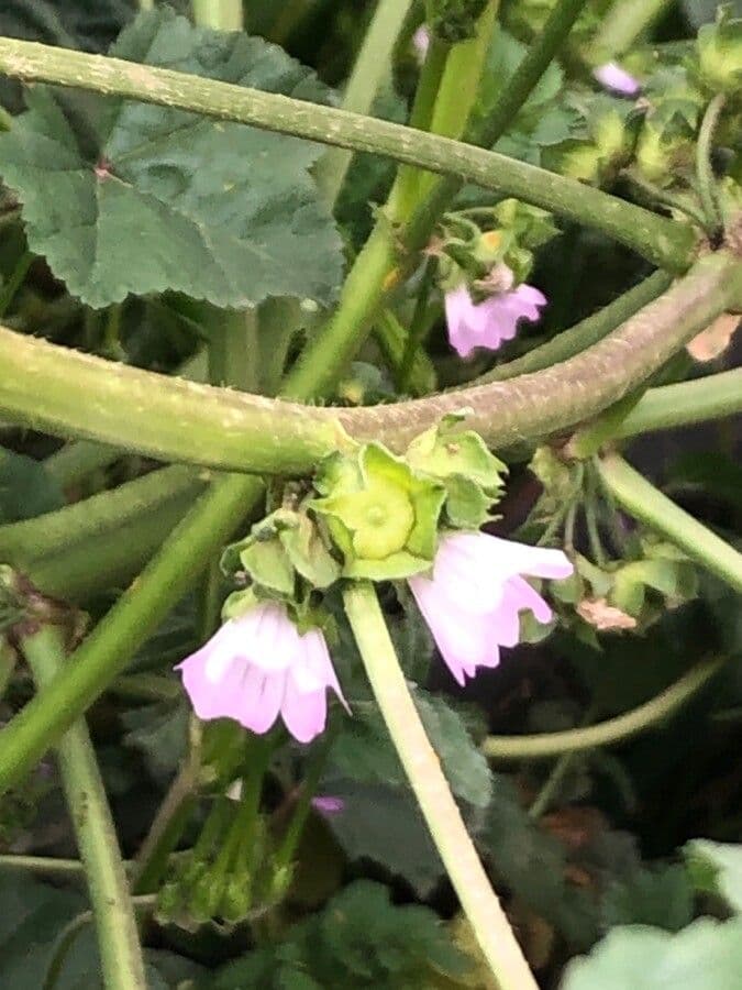 Malva nicaeensis