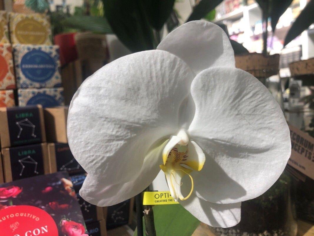 Phalaenopsis amabilis