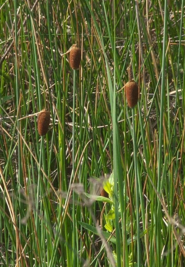 Typha minima